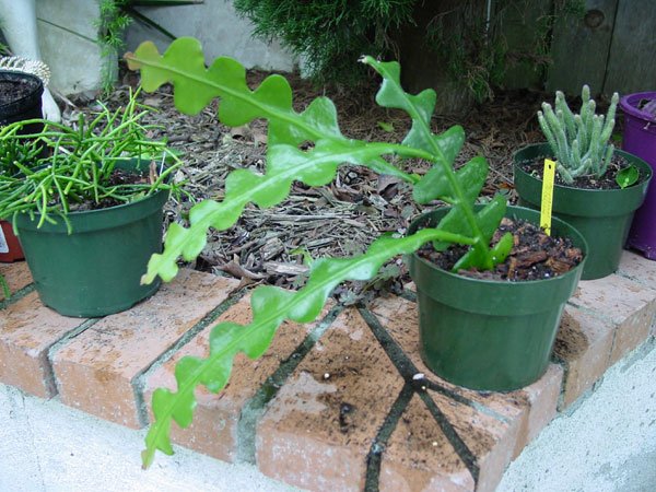 Epiphyllum_ anguliger